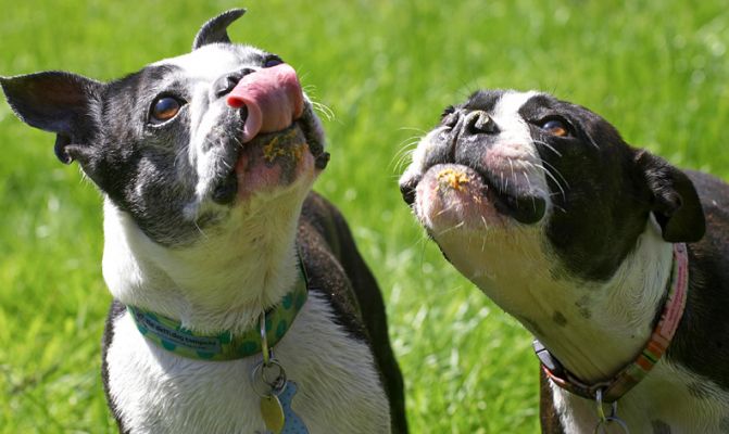 We're keeping our eyes on that peanut butter jar
Keywords: Cavi Mugsy Boston Terrier