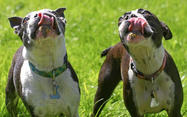 Don't put that jar away, we haven't finished yet!
Keywords: Cavi Mugsy Boston Terrier