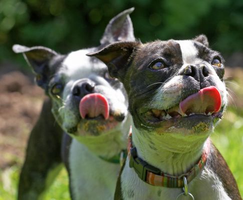 Whose tongue is the longest?
Keywords: Cavi Mugsy Boston Terrier