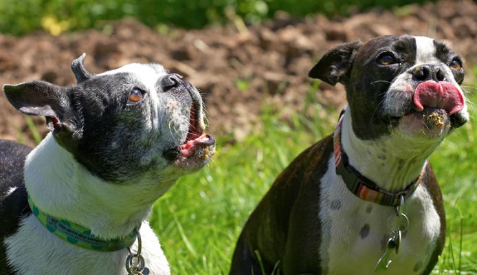 Gimme more!!
Keywords: Cavi Mugsy Boston Terrier
