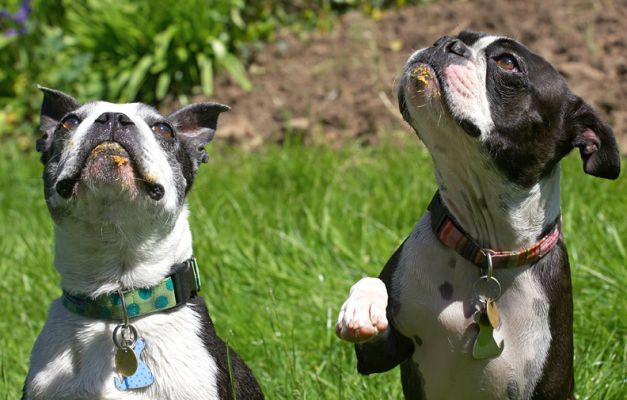 Oh, Cavi, begging will get you everywhere!
Keywords: Cavi Mugsy Boston Terrier