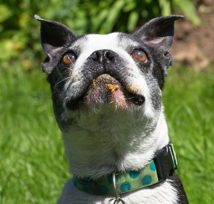 Mr Handsome
Avainsanat: Mugsy Boston Terrier