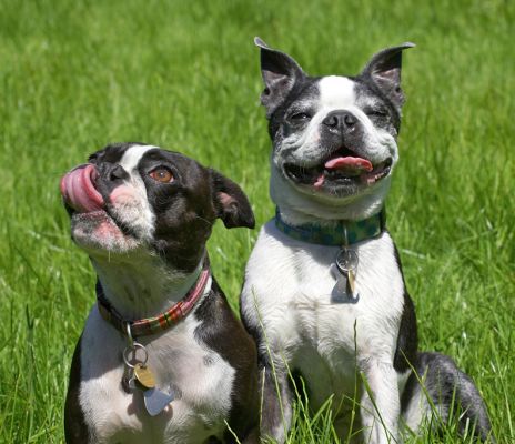Look, I can smile and lick at the same time
See the doggie guest book at [url=http://www.dog-hotel.co..uk/Guests] Dog Hotel Blog [/url].
Palabras Clave: Cavi Mugsy Boston Terrier