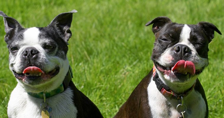 A picture of pure contentment
Keywords: Mugsy Cavi Boston Terrier
