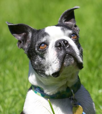 Will this cute face get me more peanut butter
Ključne besede: Mugsy Boston Terrier