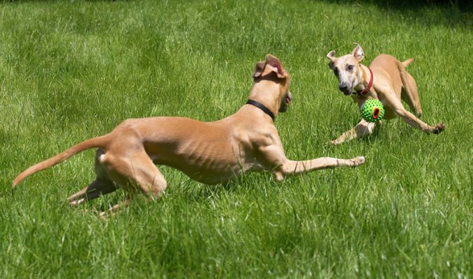 I'LL get the ball!
Keywords: Kipper Ginger Whippet