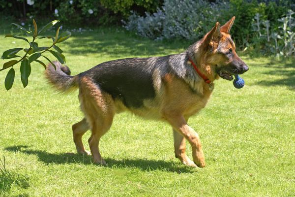 Max dancing daintily
Ключові слова: Max German Shepherd Alsatian