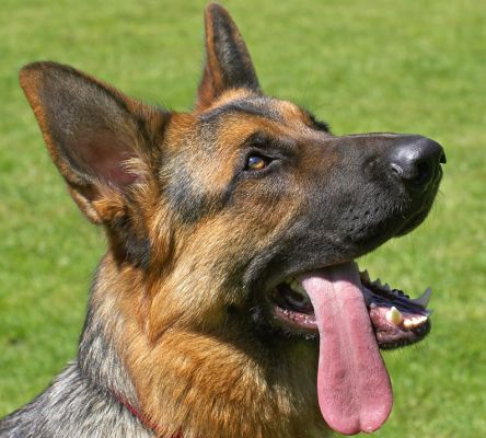 This is the length of MY tongue!
Ключові слова: Max German Shepherd Alsatian tongue