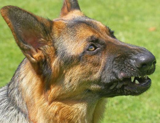 Max
Enjoying some peanut butter.  (Do dogs chew peanut butter, or just make funny faces?)
Keywords: Max German Shepherd Alsatian
