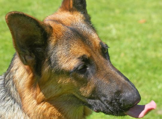 Yep, I like peanut butter
Ключови думи: Max German Shepherd Alsatian tongue peanut butter