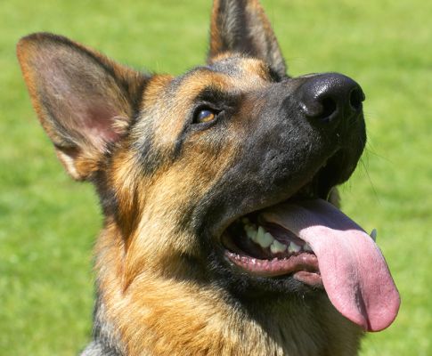 Gimme me some more, then!
Słowa kluczowe: Max German Shepherd Alsatian