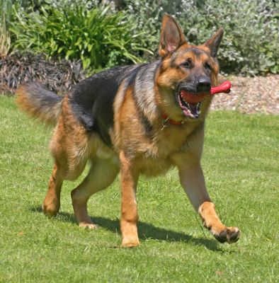 Look how I can run
Palabras Clave: Max German Shepherd Alsatian