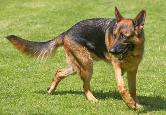 Is the ball coming my way?
Ключові слова: Max German Shepherd Alsatian ball