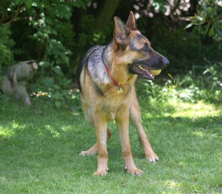 Not used to this sun, think I'll take a breather in the shade
Schlüsselwörter: Max German Shepherd sun shade
