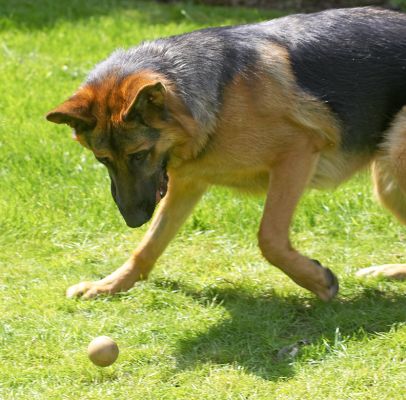 I've got my eye on the ball
Keywords: Max German Shepherd Alsatian eye ball