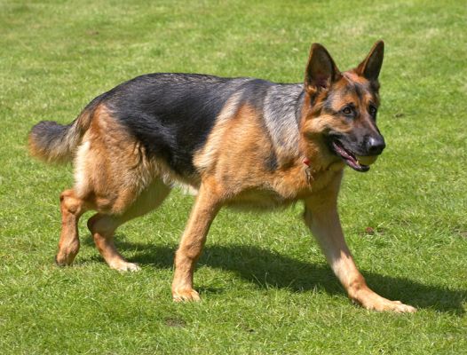 I'm ready to pounce when the ball gets here
Keywords: Max German Shepherd Alsatian ball