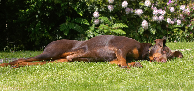 This is just so tiring
الكلمات الإستدلالية(لتسهيل البحث): Ragley Dobermann
