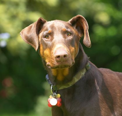 What you lookin' at?
Schlüsselwörter: Ragley Dobermann