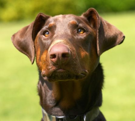 Aren't I handsome!
Schlüsselwörter: Ragley Dobermann
