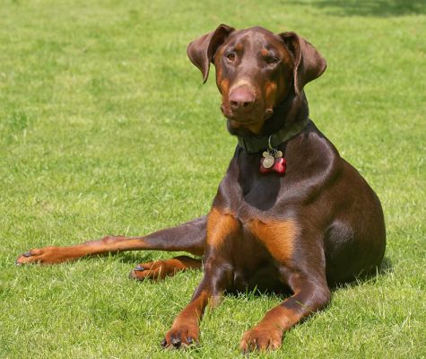 I've just got to rest after all this looking around
Schlüsselwörter: Ragley Dobermann