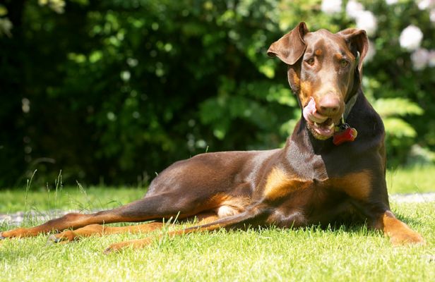 Think I'll have another look see
Keywords: Ragley Dobermann