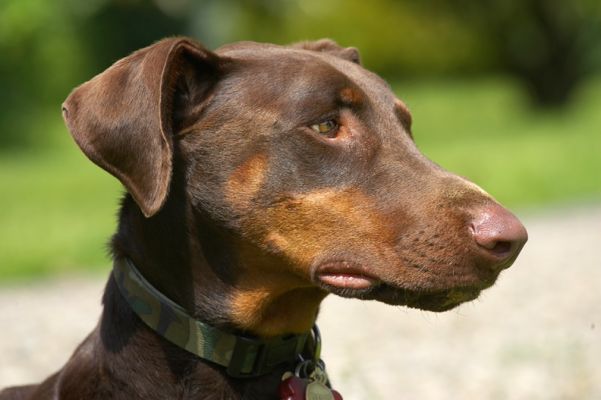 I'm such a cutie
Klíčová slova: Ragley Dobermann