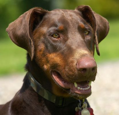 This is me smiling
Słowa kluczowe: Ragley Dobermann