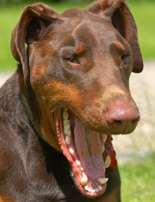 All this posing is sooooo tiring
Ključne besede: Ragley Dobermann