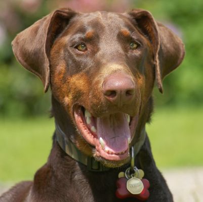 Now I'm alert
Palabras clave: Ragley Dobermann