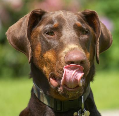 I'm not worried, just concentrating on getting all of the peanut butter
Słowa kluczowe: Ragley Dobermann
