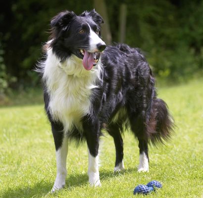 Looking for the ball
Keywords: Scooby Border Collie