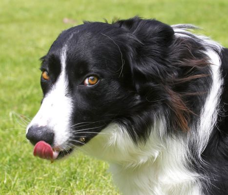 This peanut butter is delicious, honest!
Ključne besede: Scooby Border Collie
