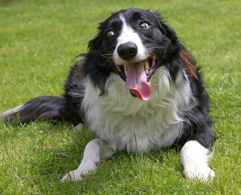 This IS sitting!
Keywords: Scooby Border Collie