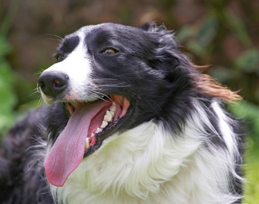 What a happy bunny
Palabras clave: Scooby Border Collie