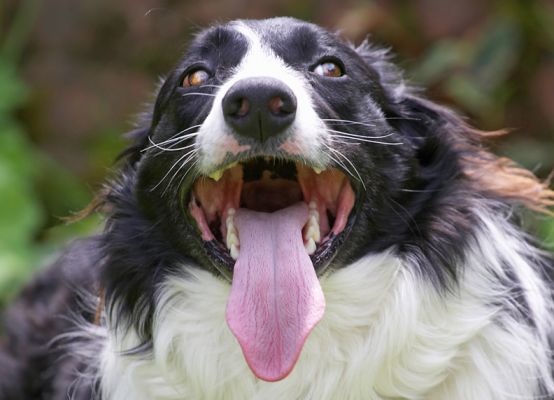 Yep, my tongue really is this long
Anahtar kelimeler: Scooby Border Collie