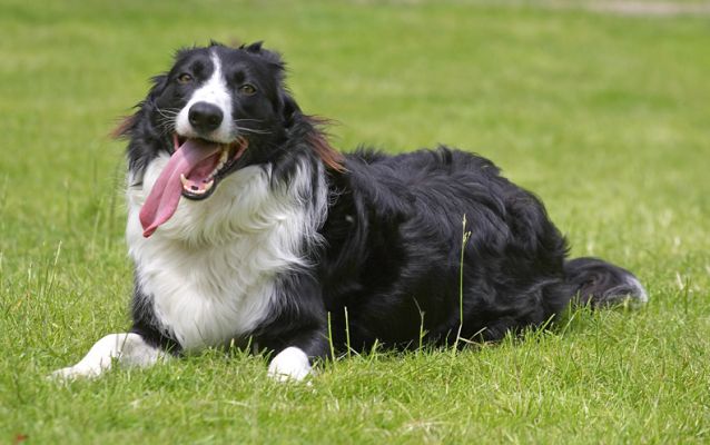 Boy, it's hot with all this fur
Trefwoorden: Scooby Border Collie