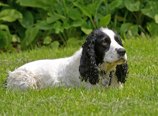 I'm just thinking
Avainsanat: Charlie Cocker Spaniel