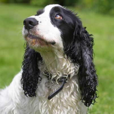 This is my "aren't I cute" look
Schlüsselwörter: Charlie Cocker Spaniel