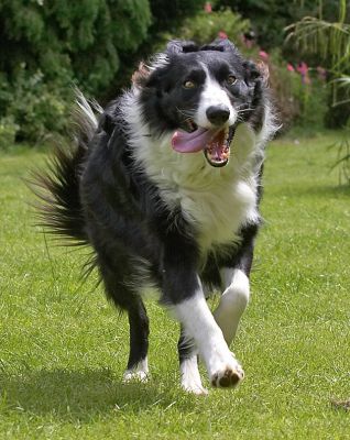 OK, I'll do some running
Palabras clave: Scooby Border Collie