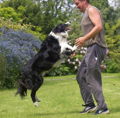 Look, I'm flying
Mots-clés: Scooby Border Collie Zbigniew