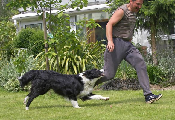 Yeah, I can keep up
Schlüsselwörter: Scooby Border Collie Zbigniew