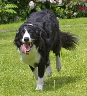 Where'd that guy go?
Keywords: Scooby Border Collie