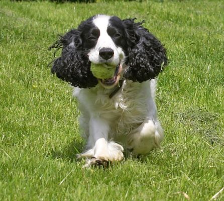 I got the ball
Schlüsselwörter: Charlie Cocker Spaniel