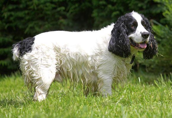It's too hot to run
Słowa kluczowe: Charlie Cocker Spaniel