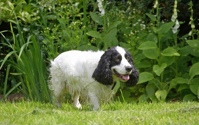 I'll just mooch
Schlüsselwörter: Charlie Cocker Spaniel