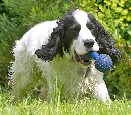 This is such fun
Λέξεις-κλειδιά: Charlie Cocker Spaniel