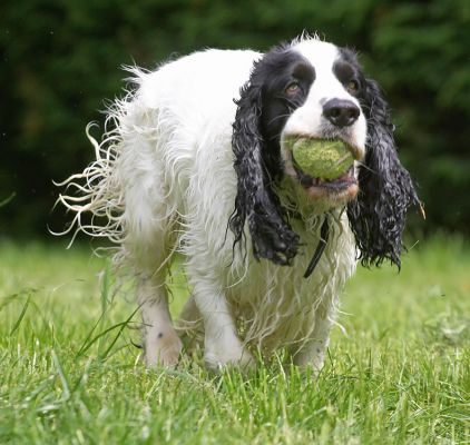 Boy, they're making me work, first the barbell now the ball
Palabras Clave: Charlie Cocker Spaniel