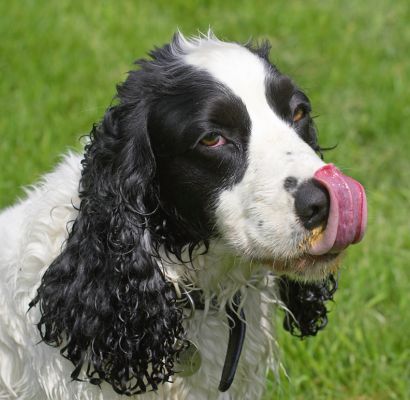 I'm getting it!
Keywords: Charlie Cocker Spaniel