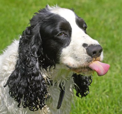 Is there some on the end of my tongue?
الكلمات الإستدلالية(لتسهيل البحث): Charlie Cocker Spaniel