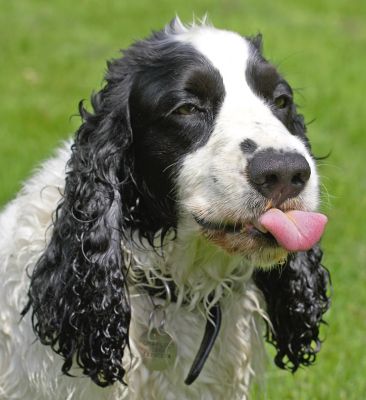 My tongue has never had so much exercise!
Λέξεις-κλειδιά: Charlie Cocker Spaniel